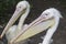 Two head pelicans with long beaks close up