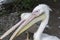 Two head pelicans with long beaks close up