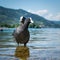 Two-headed funny Eurasian coot standing in the lake water