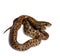 The two headed Japanese rat snake, Elaphe climacophora, on white