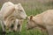 Two heads of the cows, Charolais in the field.