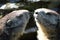 Two heads of marmots face to face