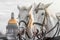 Two heads of white horses with a mane in a harness in Saint-Petersburg against the backdrop of St. Isaac`s Cathedral.