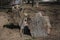 Two Headstones in ancient Slavic orthodox cemetery. Old Slavic inscriptions. Serbia.