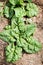 Two healthy spinach plants with puckered greens leaves grow in the garden, vertical orientation.