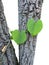 Two heart-shaped green leaves wrapped around the trunk of a tree are a pair of love and encouragement.