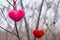 Two hearts attached to the February branch