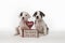 Two hearts one love puppies with valentines day message