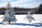 Two heavily snow covered pine trees