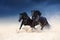 Two heavy-duty black beautiful horse galloping along the sand