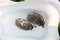 Two hedgehogs swimming. Hedgehogs bathing.African pygmy hedgehogs in a bath. Hygiene and cleanliness of pets.process of