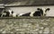 Two heifers, with yellow identification tags in their ears, what standing behind a stone wall.