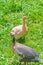 Two helmeted guineafowl birds