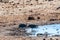 Two helmeted guineafowl -Numida meleagris- drinking at a waterhole