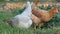Two hens feeding on a grass in a bio farm representing organic agriculture