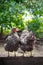 Two hens are standing on a wooden board in the garden, turned away from each other.