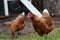 Two hens walking around on a farm