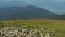 Two herdmen with dogs guarding a flock of sheep. Green pasture in Carpathians mountains at summer. Extreme long shot