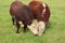 Two Hereford Bulls Eating Grass on Field