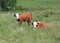 Two Hereford calves