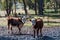 Two hereford calves on paddock on farm