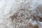 Two Hericium mushrooms also known as lion mane mushroom overlapping