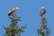 Two Heron On Top of Pine Trees