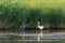 Two herons, Great egret and Grey heron in a lake