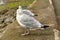 Two Herring Gulls (seagulls)