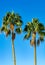 Two high date palm trees on blue background