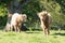 Two highland calves in Scotland
