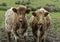 Two highland cattle calves in a field