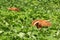 Two highland cattles relaxing and hiding in deep vegetation