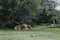 Two Highland Cattles under a tree inside The New Forest park in Dorset, UK