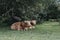 Two Highland Cattles under a tree inside The New Forest park in Dorset, UK