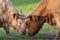 Two highland cows head locked rubbing noses