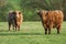 Two Highland cows standing  in field staring at the camera