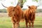 Two highlander cows cattle standing in nature