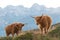 Two highlander - Scottish cow