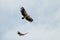 Two of Himalayan Griffon Vulture