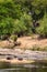 Two Hippo resting on Riverbank, Kruger Park, South Africa