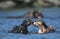 Two Hippopotami (Hippopotamus Amphibius) bathing in waterhole