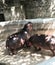 Two hippopotamus captured from back side in a zoo