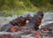 Two hippopotamus fighting with each other. Botswana. Okavango Delta.