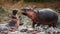 Two hippopotamus fighting with each other. Botswana. Okavango Delta.