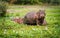 Two Hippopotamus in savannah of Murchison Falls, Uganda