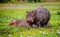 Two Hippopotamus in savannah of Murchison Falls, Uganda