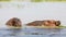 Two hippopotamuses in Lake Baringo