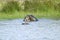 Two hippos bathing in water in the Greater St. Lucia Wetland Park World Heritage Site, St. Lucia, South Africa