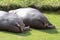 two hippos lie on the lawn to rest.